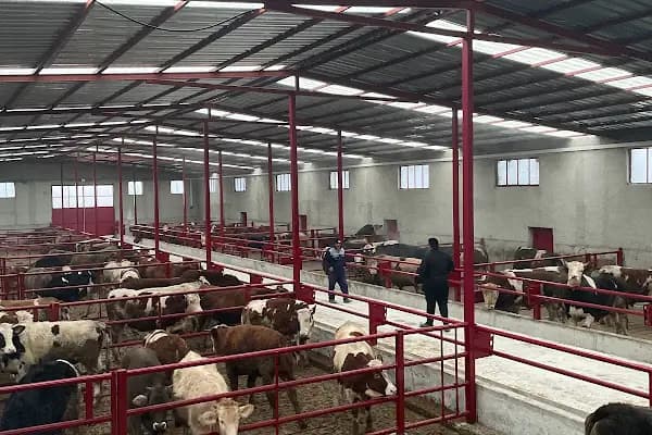 Korkmazlar Hayvancılık İşletmesi - Tarım Kuruluşu - Ankara Beypazarı