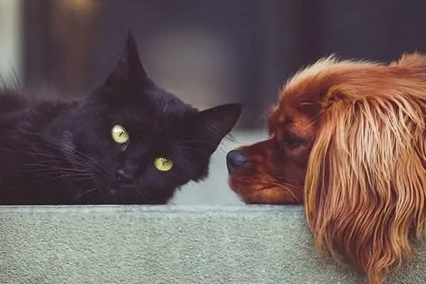 Novapet Veteriner Kliniği - Veteriner - Diyarbakır Kayapınar