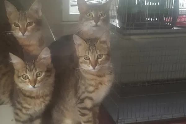 Veteriner Hekim Ayşe Aladağ - Veteriner - İstanbul Üsküdar