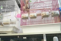 Neşeli Pet Shop