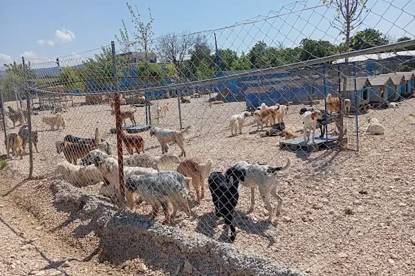 Hayvanları Koruma Derneği