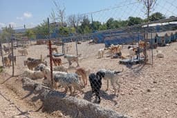 Hepad Terk Edilmişlerin Pati Bahçesi