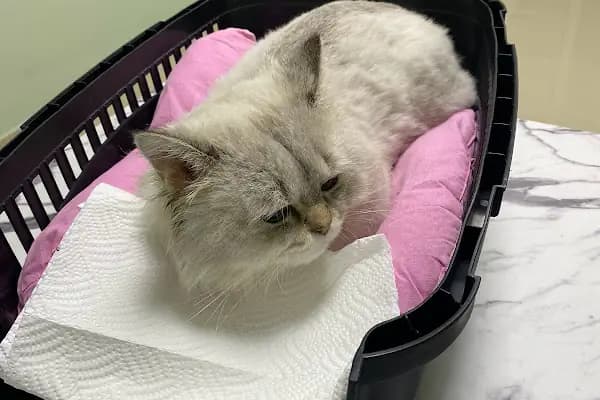 Canvet Veteriner Kliniği - Veteriner - Konya Meram