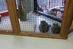 Pet Bursa