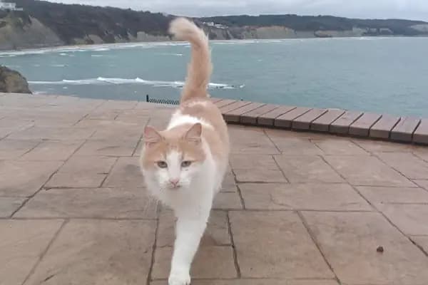Karaburun günbatımı terası - Turistik Yer - İstanbul Adalar