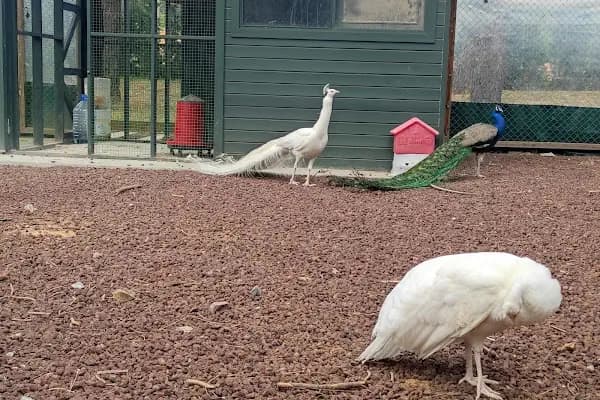 Ümraniye Millet Bahçesi - Park - İstanbul Küçükçekmece