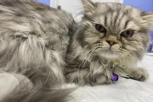 Pet Home Veteriner Kliniği - Veteriner - Kayseri Akkışla