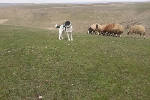 Arslanhane - Administrative Area3 - Kars Akyaka
