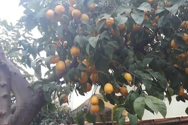 Seyhan Belediyesi Belediye Evleri Mahallesi 3 Nolu Koruluk Alanı - Park - Adana Çukurova