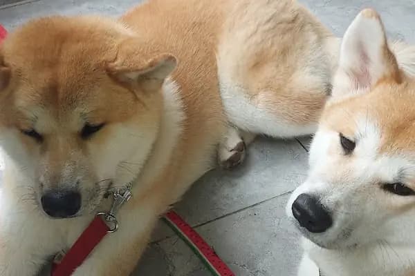 Pityvet Veteriner Kliniği - Veteriner - İzmir Bornova