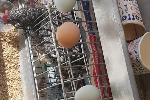 Güran Evcil Dünyası - Evcil Hayvan Malzemeleri Mağazası - Ankara Sincan