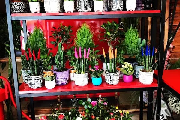 MOR SALKIM FLOWER'S - Çiçekçi - Kocaeli Gölcük