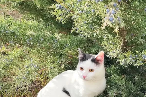 Çakırlar Veteriner Kliniği - Veteriner - Ankara Yenimahalle