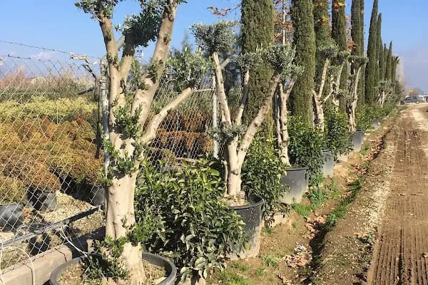 Bodrum bahçe - Peyzaj Tasarımcısı - Muğla Bodrum