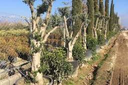 Bodrum bahçe