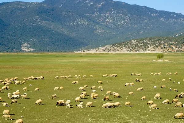 Çığlıkara Nature Reserve - Doğa Koruma Alanı - Antalya Finike
