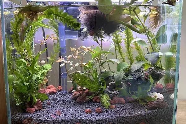 Aqua-Botanic - Evcil Hayvan Malzemeleri Mağazası - İstanbul Avcılar