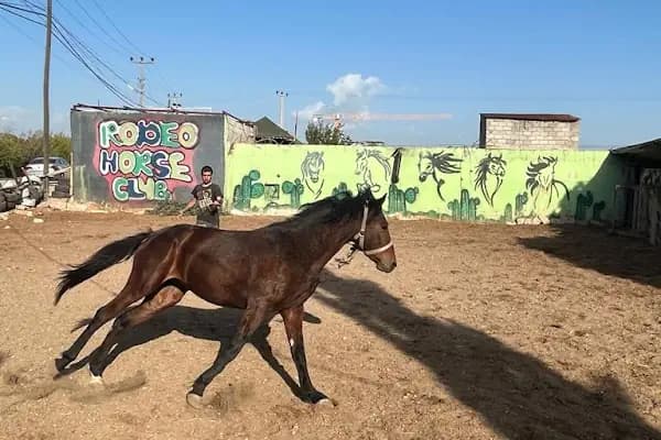 Rodeo Horse Club - At Binme Hizmeti - Antalya Muratpaşa