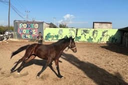 Rodeo Horse Club