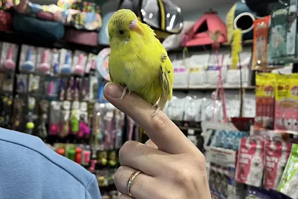 PETSHOP EVCİL HAYVAN DÜNYASI İZMİT - Evcil Hayvan Malzemeleri Mağazası - Kocaeli Çayırova
