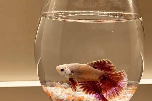 ÇAĞLAYAN PETSHOP - Evcil hayvan mağazası - Şanlıurfa Karaköprü