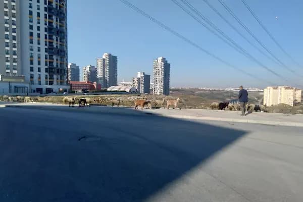 Hasbahçe Sokak - Otobüs Durağı - İstanbul Beykoz