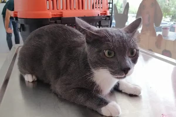 Vetocan Veteriner Kliniği - Veteriner - Adana Sarıçam