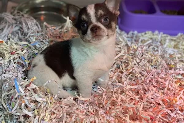 STORE PET SHOP - Evcil hayvan mağazası - Ankara Çankaya