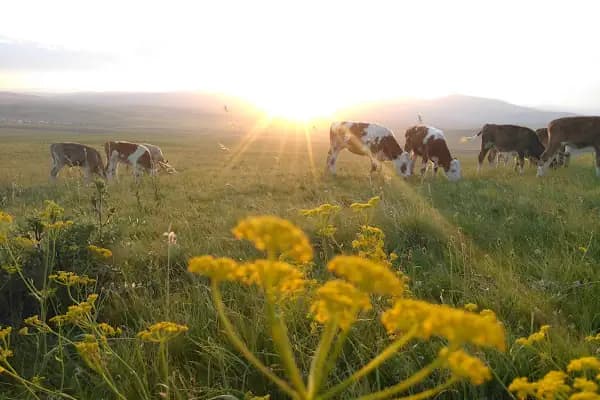 Süngüderesi - Administrative Area3 - Kars Akyaka