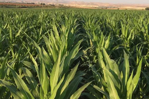 Birecik - Yerleşim Yeri - Şanlıurfa Bozova