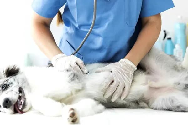 Pethome Veteriner Kliniği - Veteriner - İstanbul Ataşehir