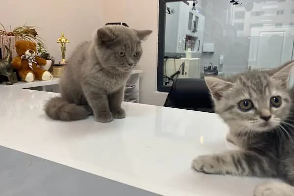 Monovet Veteriner Kliniği - Veteriner - Mersin Mezitli