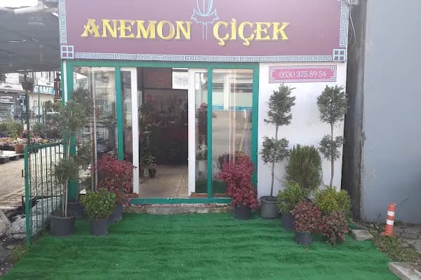Anemon Çiçek - Çiçekçi - Sakarya Erenler