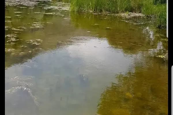 Alicin kamp alanı - Kamp Alanı - Ankara Kızılcahamam