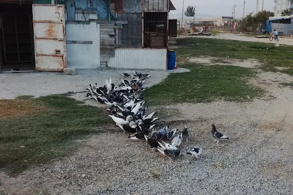 Süleyman Usta - Ciğer ve Kebap Salonu - Kebap Restoranı - Mersin Toroslar