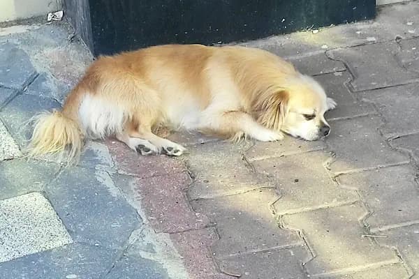 Venüs Veteriner Kliniği Adana - Veteriner - Adana Seyhan