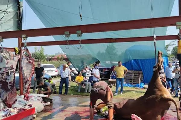 KARATAŞ ÇİFTLİĞİ - Büyükbaş Hayvan Çiftliği - İstanbul Arnavutköy