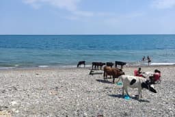 Ağaçlı plajı