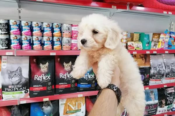 Pet Markt - Evcil Hayvan Malzemeleri Mağazası - Adana Çukurova