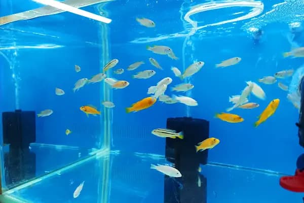 Haycan Akvaryum ve Petshop - Evcil hayvan mağazası - İstanbul Avcılar