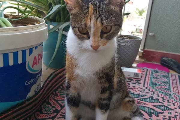 Bornova Belediyesi Kedi Kliniği - Veteriner - İzmir Karşıyaka