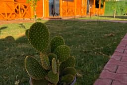 Lemon Garden Bungalow