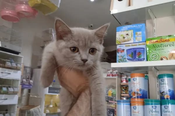 Pet Store - Evcil hayvan mağazası - Trabzon Ortahisar