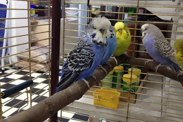 Duru Petshop Ltd. Sti - Evcil hayvan mağazası - İstanbul Avcılar