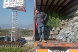 Nazar Flower (Çiçekçilik) & Orkestra