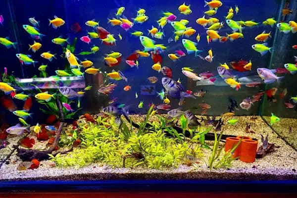 Destan Akvaryum ve pet Market - Evcil Hayvan Malzemeleri Mağazası - Bursa Nilüfer