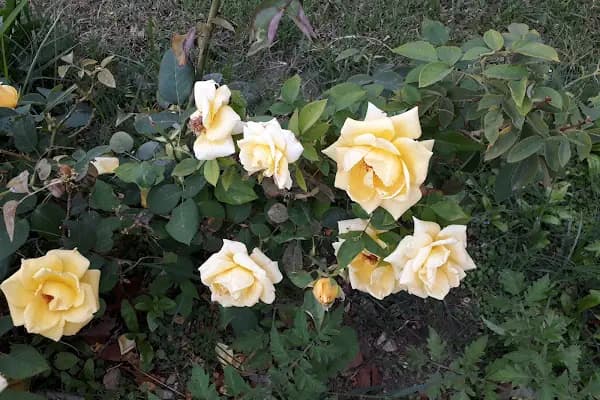 Anamur Hayvanları Koruma Derneği - Hayvanları Koruma Derneği - Mersin Anamur