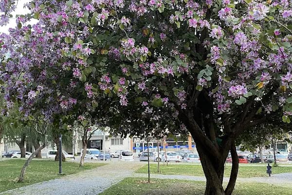 Bornova Gençlik Ve Spor Parkı - Park - İzmir Bornova