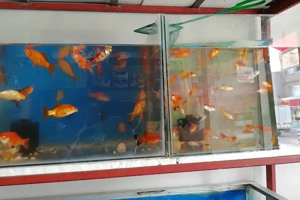 Yüksel Petshop - Evcil hayvan mağazası - Adana Yüreğir