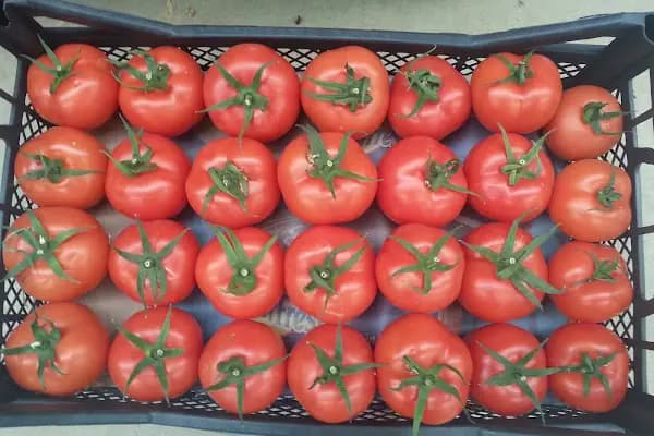 Payallar toptanci hali - Alışveriş merkezi - Antalya Alanya